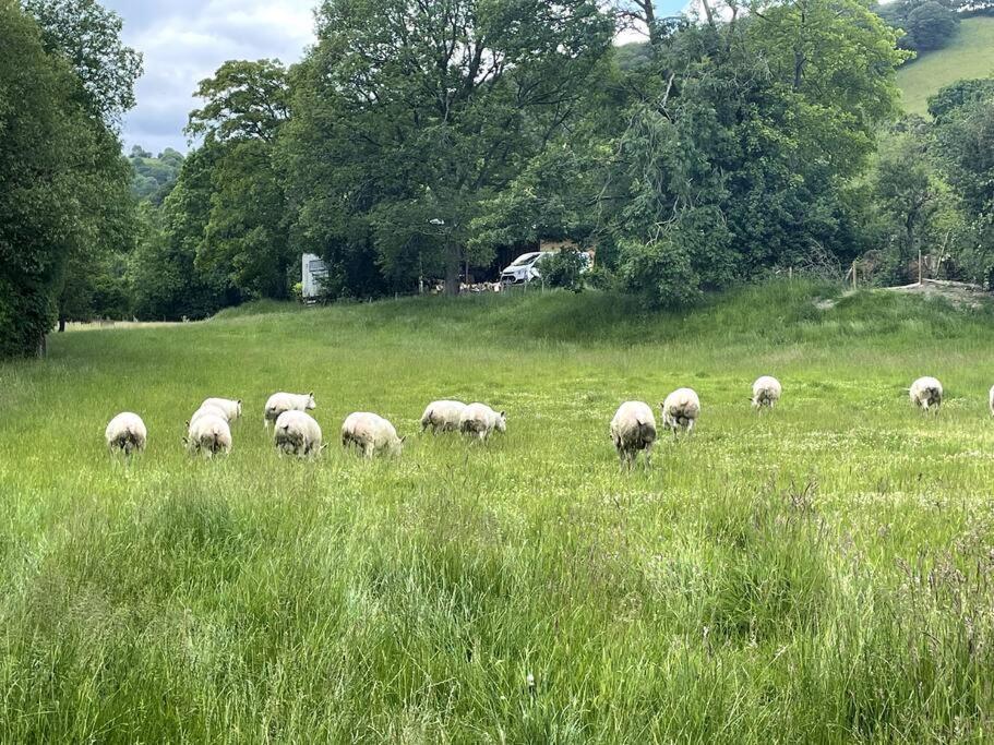 Y Felin Bed And Breakfast And Smallholding Caersws ภายนอก รูปภาพ